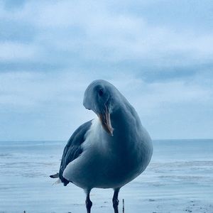 Meet your Posher, Joni